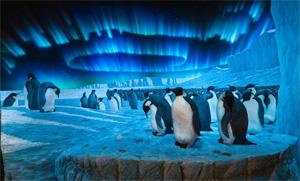 Emperor-penguin-diorama