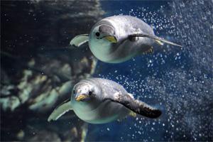 pinguini