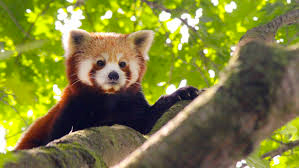 panda-rosso-bioparco-zoom-torino