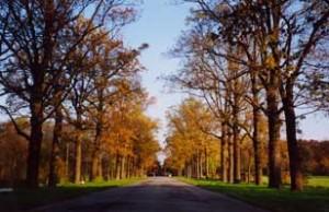 parco-monza-viale-alberato