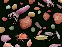Sementi di fiori e erba al Micografo elettronico © Photo Quest Ltd /Science Photo Library/Corbis