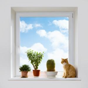 gatto-casa-piante-Chagin-_-Dreamstime.com---Cat-And-House-Plants-On-The-Windowsill-Photo