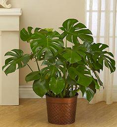 Monstera Deliciosa