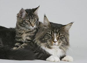 maine-coon-enciclopedia-dei-gatti-online-royal-canin