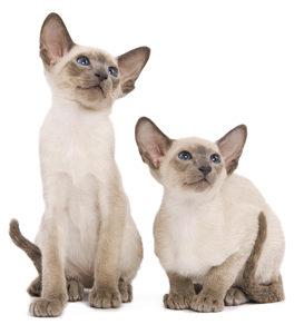 siamese-enciclopedia-dei-gatti-online-royal-canin