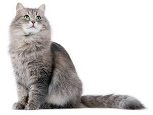 siberiano-enciclopedia-dei-gatti-online-royal-canin