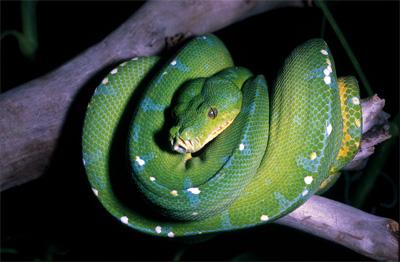 Morelia-viridis_web