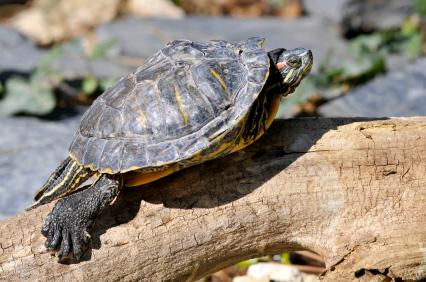 tartarura-d'acqua-Trachemys-scripta-elegans