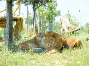safari-ravenna-leoni