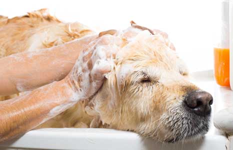 cane-labrador-toilette-bagno