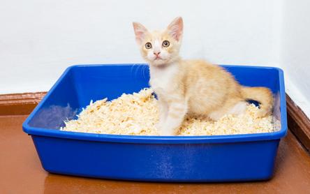 gatto lettiera Evgeniya Tiplyashina-Dreamstime