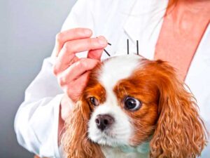 agopuntura animali domestici cane