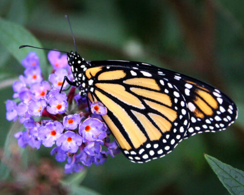 farfalla monarca su fiore viola